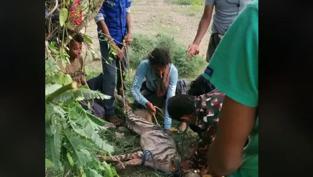 القبض على ضبع مفترس بعد التهامه أكثر من عشرة رؤوس من الأغنام في وصاب